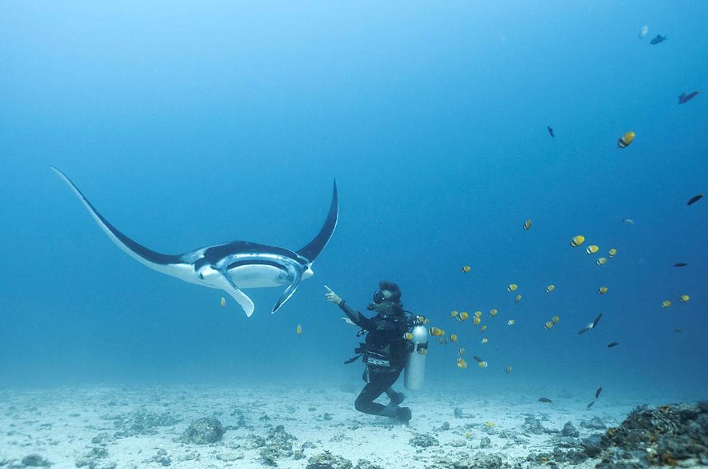 dive in labuan bajo photo by blue marlin dive operator