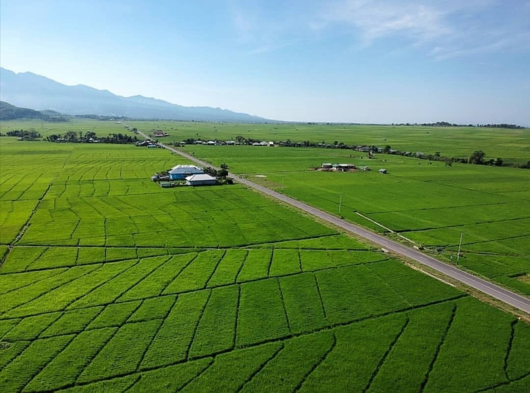 lembor rice field manggarai by desa siru