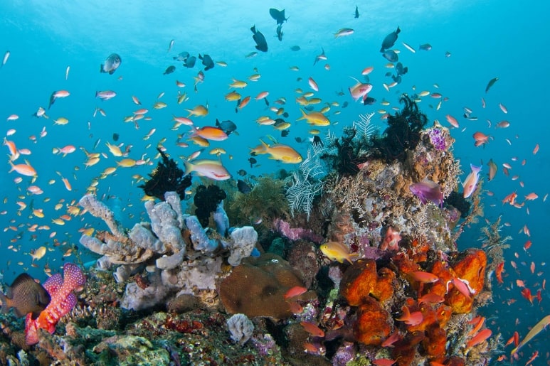 coral reef and fishes flores wanderlust