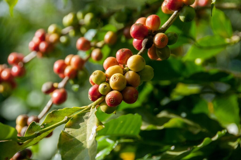 kopi bajawa flores wanderlust
